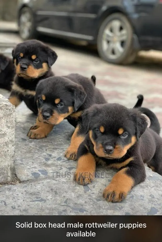 1-3 months Male Purebred Rottweiler · Photo 1
