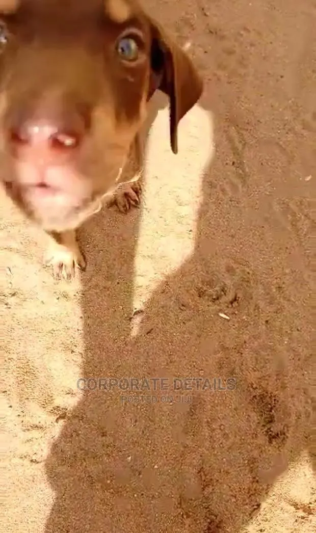 1-3 months Female Purebred Doberman Pinscher · Photo 1