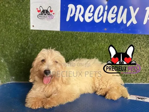 1-3 months Male Mixed Breed Maltipoo · Photo 1