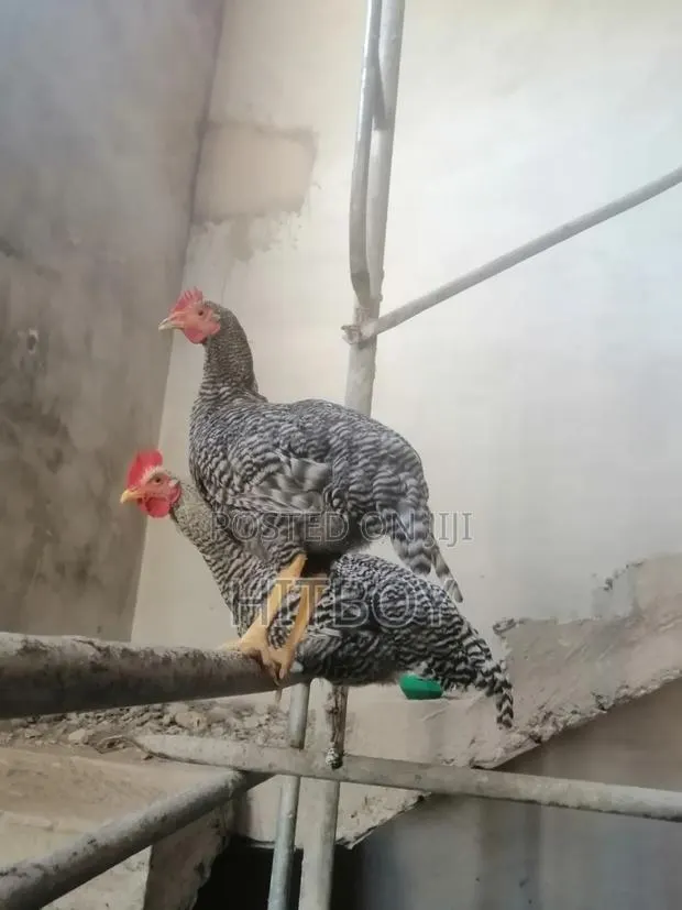 Full Grow Chicken · Photo 2