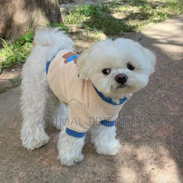 1-3 months Female Purebred Poodle · Photo 1