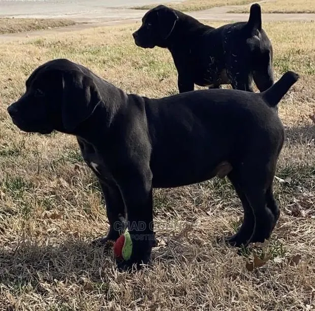 1-3 months Male Purebred Boerboel · Photo 1