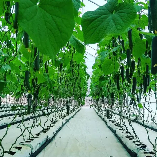 Farm Consultancy (Greenhouse and Open Field) · Photo 1
