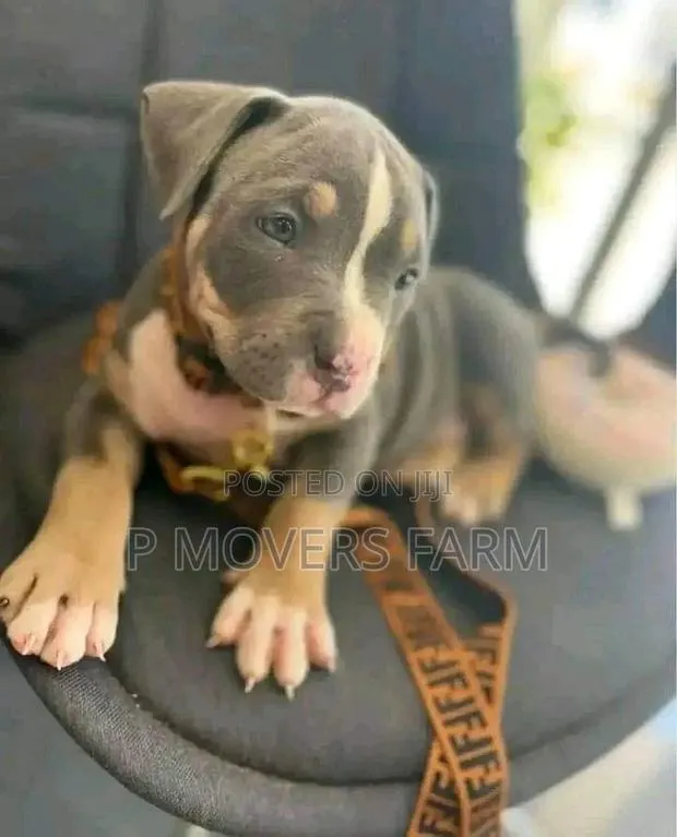 1-3 months Male Purebred American Pit Bull Terrier · Photo 1