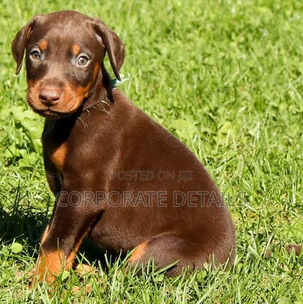 1-3 months Male Purebred Doberman Pinscher · Photo 1