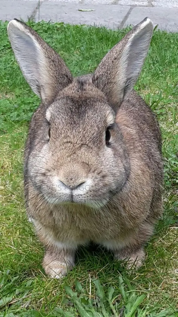 Rabbit Matured Ones · Photo 1