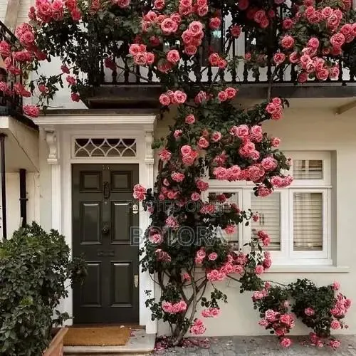 Climbing Rose Seeds for Planting – Beautiful Flowering Vine for Walls · Photo 3