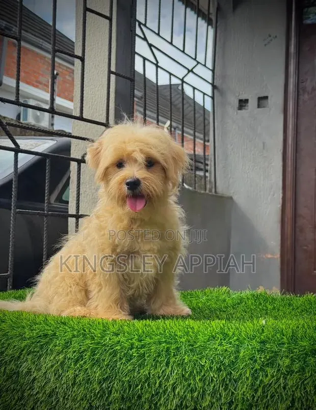 1-3 months Female Purebred Poodle · Photo 1