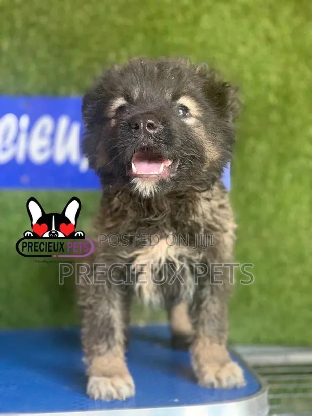 1-3 months Female Purebred Caucasian Shepherd · Photo 1