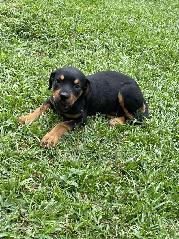 3-6 months Female Purebred Rottweiler · Photo 1