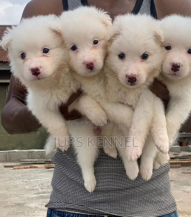 1-3 months Female Purebred American Eskimo · Photo 1