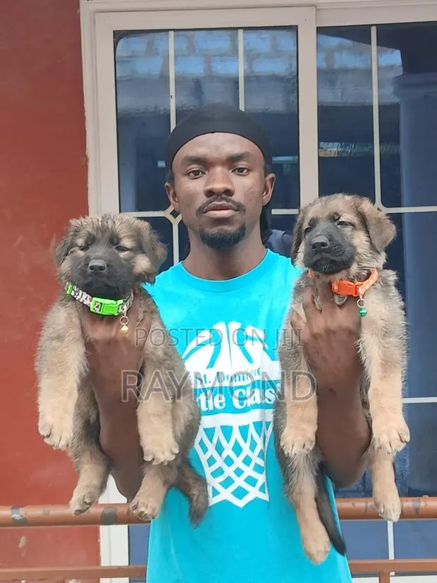 1-3 months Male Purebred German Shepherd · Photo 1