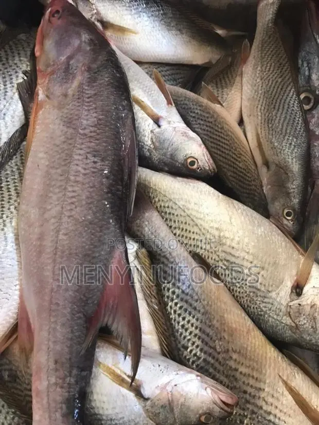 Fresh Cassava Fish in Accra - Wholesale Retail · Photo 1