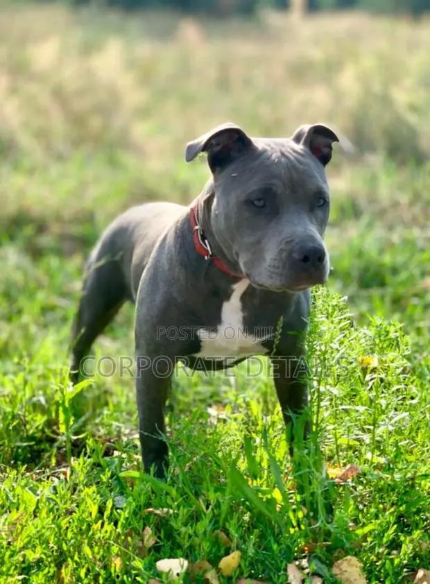 3-6 months Male Purebred American Pit Bull Terrier · Photo 1