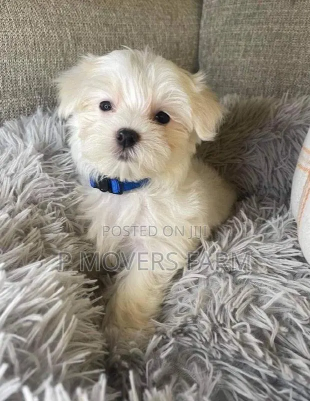 1-3 months Male Purebred Maltese · Photo 1