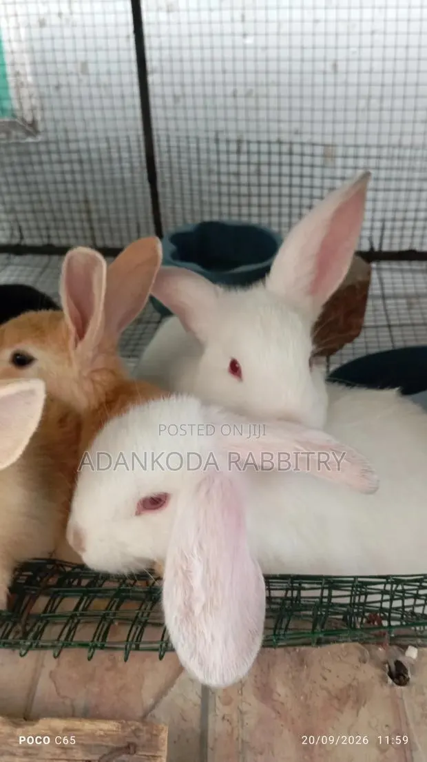 Promotion! Rabbit Sale · Photo 1
