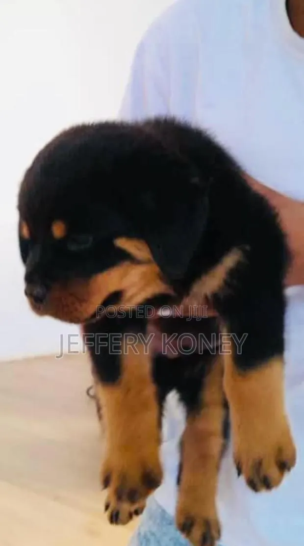 1-3 months Male Purebred Rottweiler · Photo 1