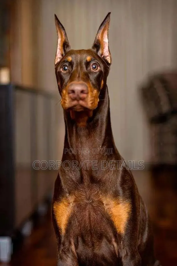1+ year Male Purebred Doberman Pinscher · Photo 1