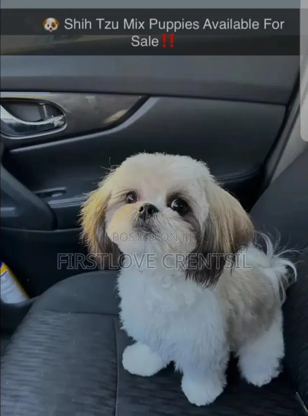 0-1 month Female Purebred Dog · Photo 1