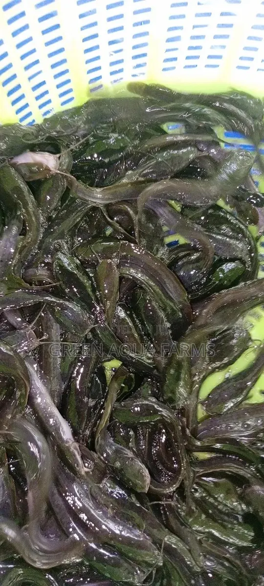 Catfish Fingerlings and Juveniles · Photo 1