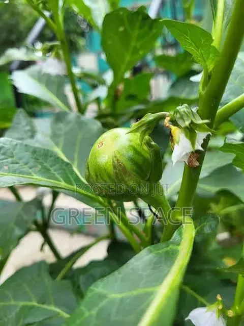 Gboma Seeds · Photo 1