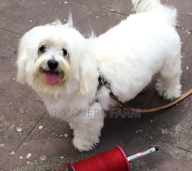 1-3 months Male Purebred Maltese · Photo 1