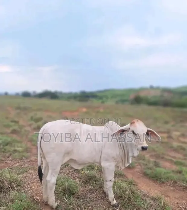 Cows for Sale · Photo 1
