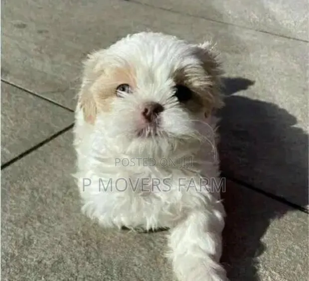 1-3 months Male Purebred Maltese · Photo 1