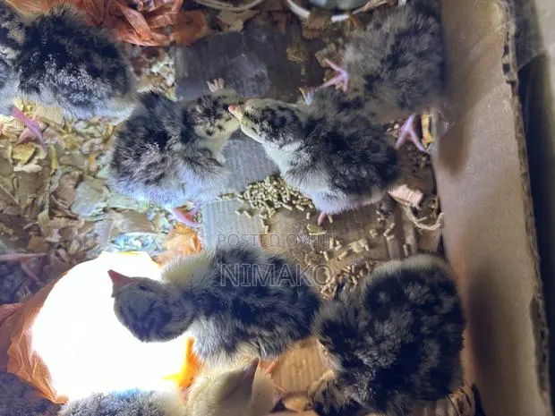 Hybrid Day Old Turkeys for Sale Ghc60 · Photo 1