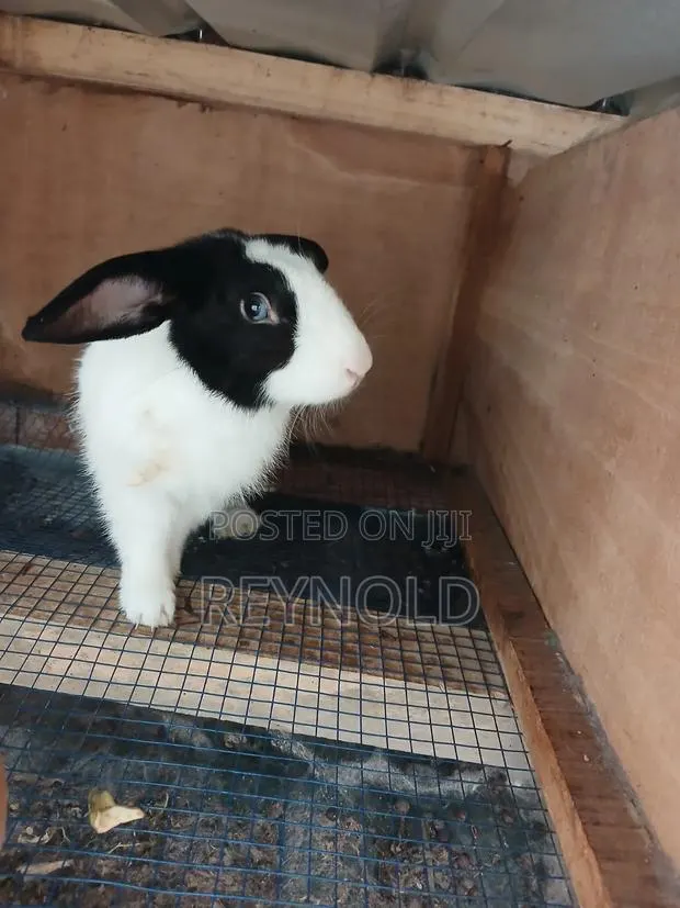 Big Healthy Rabbit · Photo 1