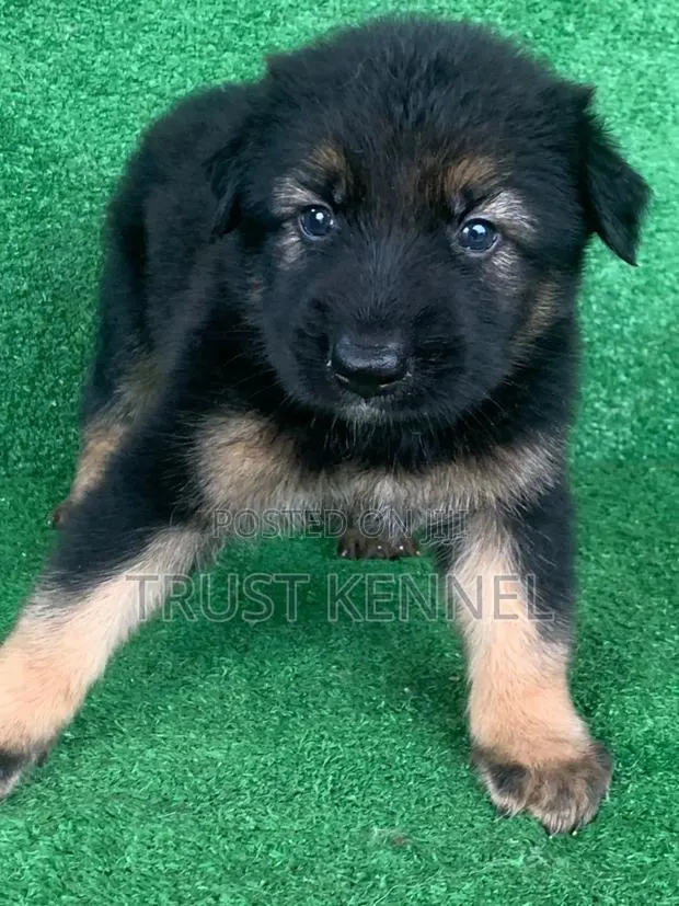 1-3 months Male Purebred German Shepherd · Photo 1