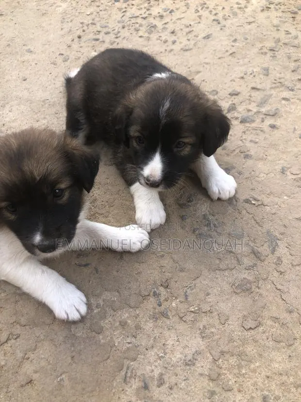 0-1 month Male Mixed Breed Dog · Photo 1