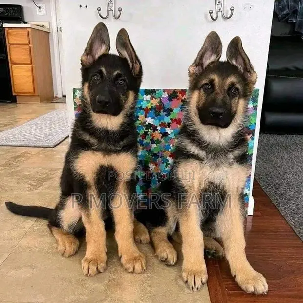 1-3 months Female Purebred German Shepherd · Photo 1