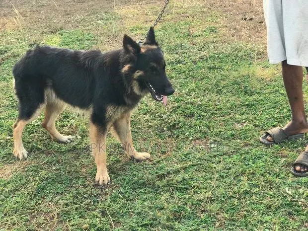 1+ year Male Purebred German Shepherd · Photo 3