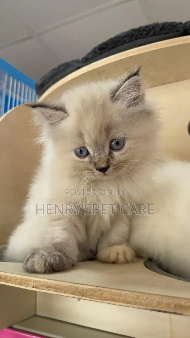 1-3 months Female Purebred Persian