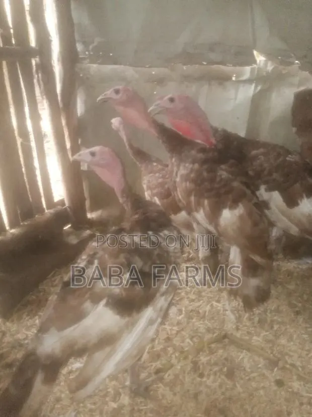 Bourbon Red or Brown Turkeys · Photo 1