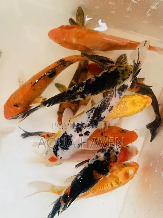 Jumbo Koi Fishes · Photo 2