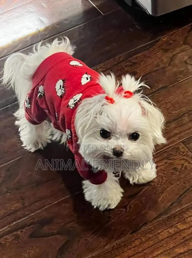 1-3 months Male Purebred Maltese · Photo 1