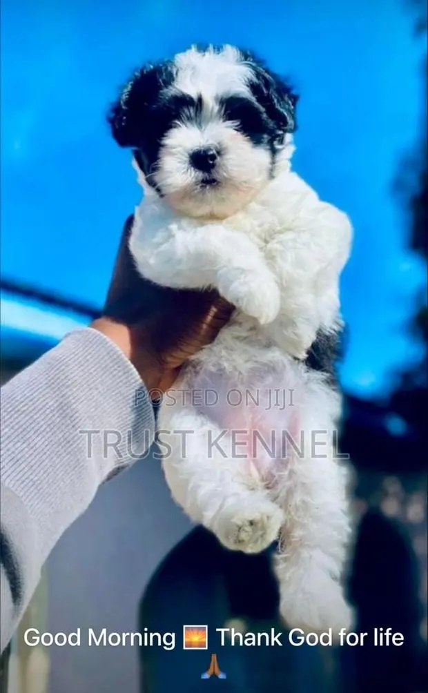 1-3 months Female Purebred Poodle · Photo 1