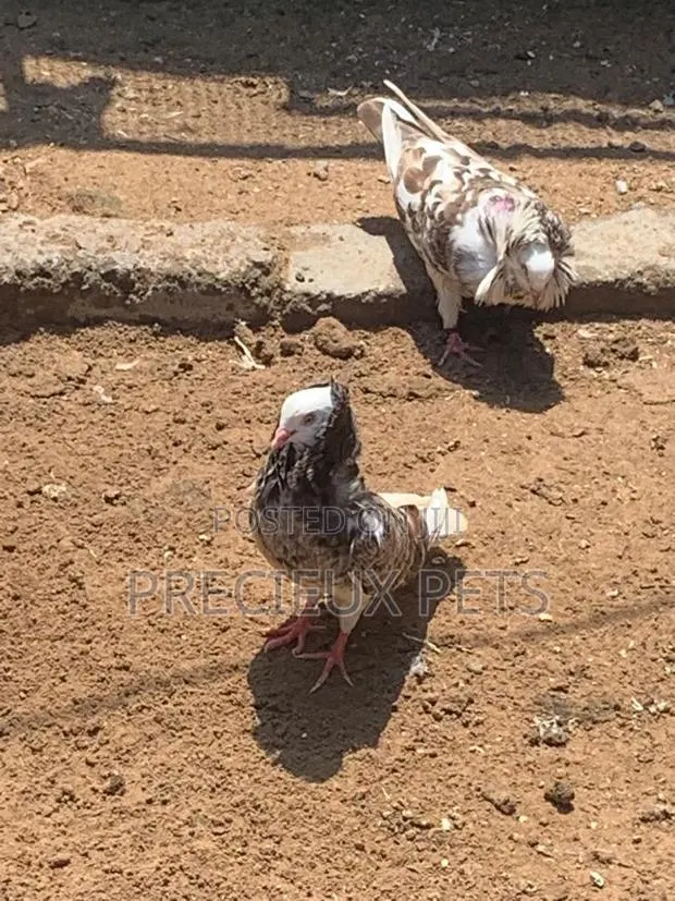 Mixed Colored Jacobin Pigeons · Photo 1