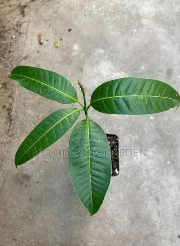 Kiett Mango Seedling/Plant · Photo 2