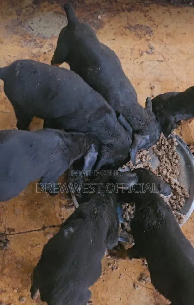 1-3 months Female Purebred Doberman Pinscher · Photo 1