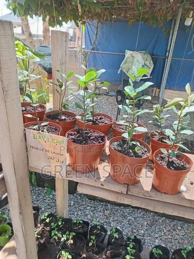 Potted Bay Leaf Plant · Photo 2