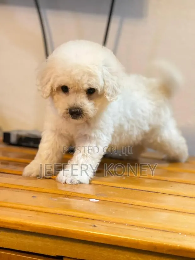 1-3 months Female Purebred Maltese · Photo 1