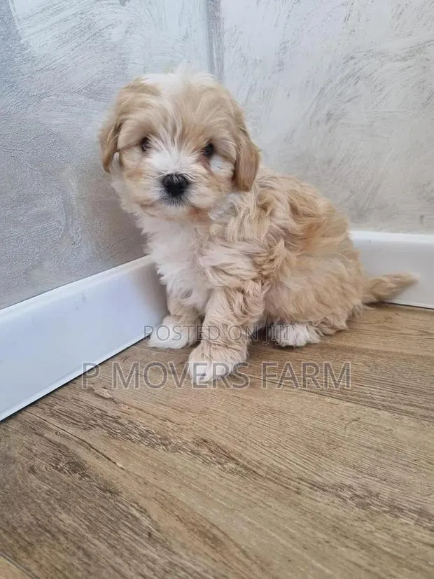 1-3 months Female Purebred Poodle · Photo 1