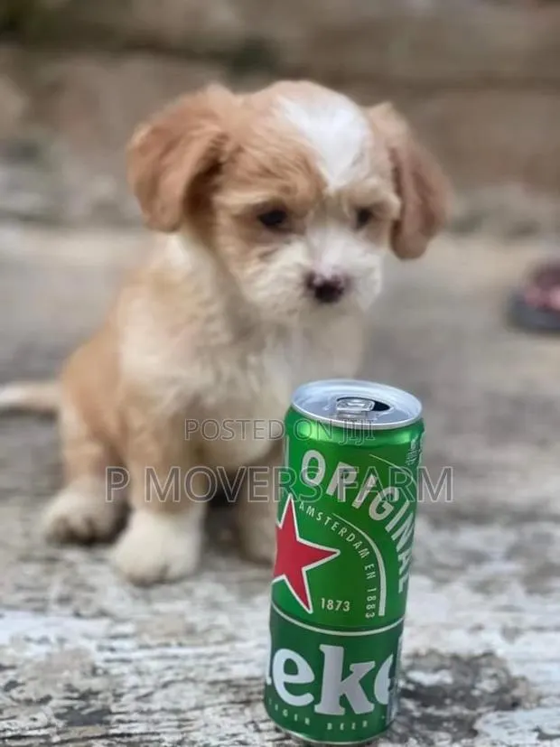 1-3 months Male Purebred Poodle