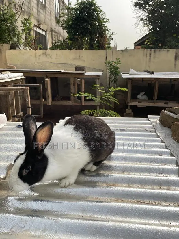 Rabbits for Sale · Photo 1