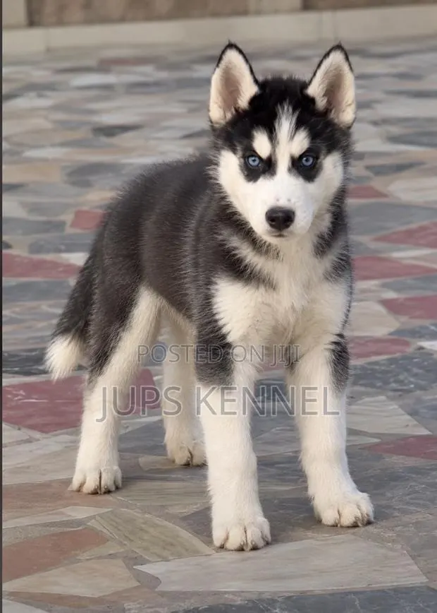1-3 months Male Purebred Siberian Husky · Photo 1