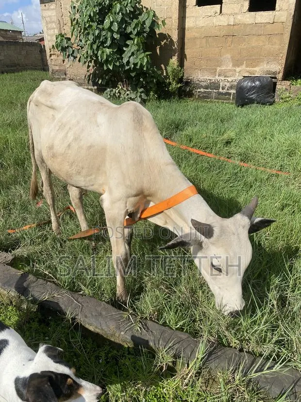 Cow for Normal Price · Photo 1