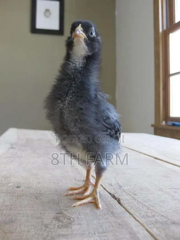 Day Old Plymouth Rock · Photo 1